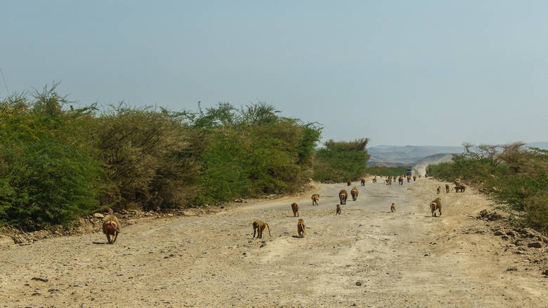 Dżibuti, Dikhil, 