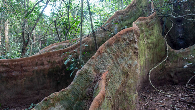 Sierra Leone, Tiwai Island, 