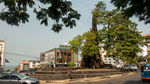 Cotton Tree