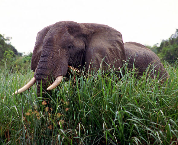 Uganda, Park Narodowy Wodospadów Murchinsona, 