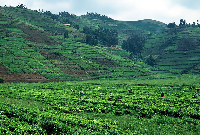 Rwanda, Gisenyi, 