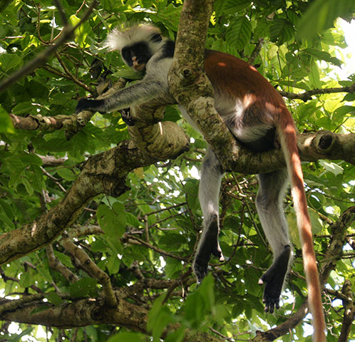 Tanzania, Jozani Forest, 