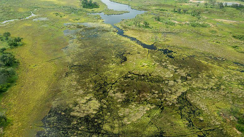 Botswana, Delta Okawango, 