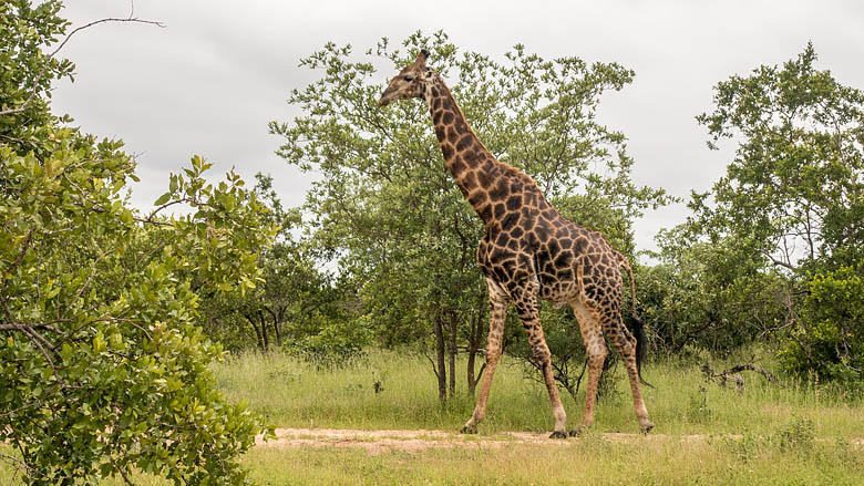 Republika Południowej Afryki, Park Narodowy Krugera, 
