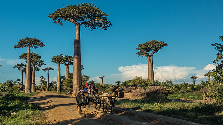 Madagaskar, Morondava, 