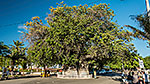 Baobab w Mahajanga
