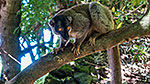 Lemur płowy, Madagaskar