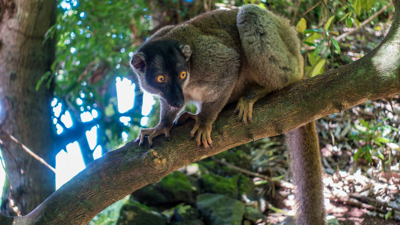 Madagaskar, Nosy Tanikely, 