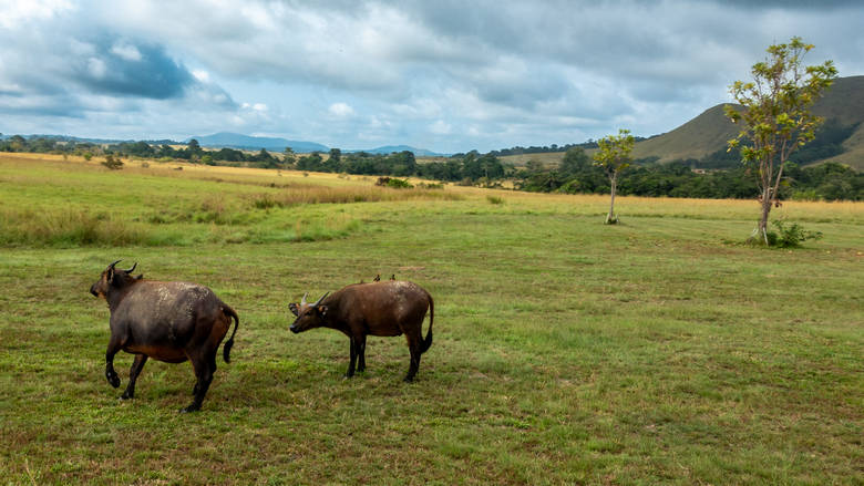 Gabon, Lop&eacute;, 
