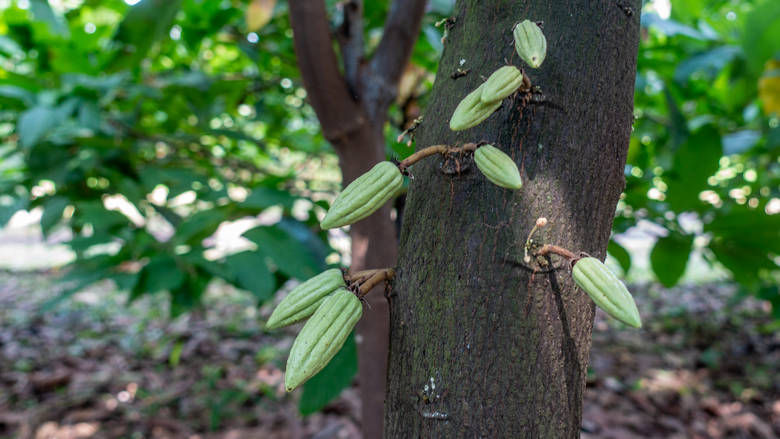 Gwinea Równikowa, Sampaka, 