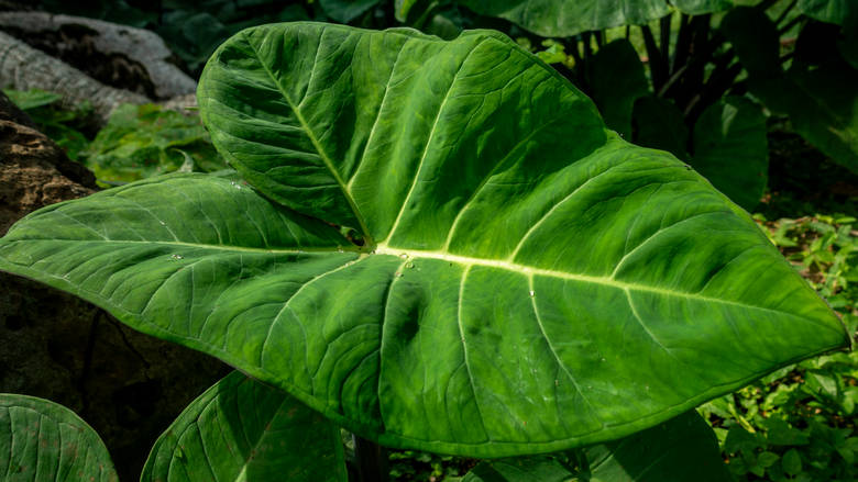 Gwinea Równikowa, Sampaka, 