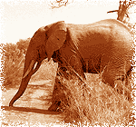 Słoń w Parku Narodowym Pendjari